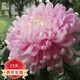 種花迷菊花盆栽植物開(kāi)花大菊花帶花苞乒乓菊長(zhǎng)壽花盆栽植花卉 龍爪菊（ 清水荷花（苗5棵）