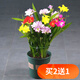 歐悟碗蓮種子室內(nèi)盆栽水培植物水養(yǎng)荷花綠植花卉風(fēng)信子水仙花種球睡蓮 進(jìn)口香雪蘭種球5顆+盆+土+肥料