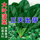 超耐熱夏播王菠菜種子種籽高產(chǎn)春籽種夏季秋季四季蔬菜孑波菜夏子 粒粒精選 小包【5OO?！?贈品、#