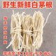白茅根新鮮野生廣東涼茶食材中草藥茅草根甘蔗煮水去皮毛根正宗 精選茅根半斤