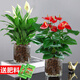 綠有意白掌盆栽一帆風(fēng)順水培植物室內好養花卉綠植水養四季開(kāi)花植物盆栽 【2盆套餐】白掌+紅掌【圓柱玻璃 含盆