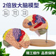 藍(lán)蝶2倍放大人體大腦解剖模型心理教學(xué)軀干四肢皮質(zhì)層分區(qū)大腦 腦血管模型腦解剖模型醫(yī)學(xué)腦顱頭教學(xué) 2倍放大腦模型