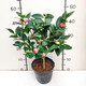 香妃茶花山茶花樹(shù)苗盆栽花卉植物四季開(kāi)花陽(yáng)臺(tái)庭院耐寒濃香老樁 【花期帶花苞】香妃茶40-50cm原土1顆