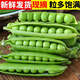 辰實【現(xiàn)摘】豌豆莢 荷蘭豆 云南新鮮甜脆豌豆水果青豌豆 甜豆 5斤（新鮮豌豆莢）劃算