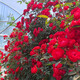清韻伊人 木香花樹(shù)苗爬藤四季開(kāi)花紅黃白特大苗耐寒盆栽地栽爬墻花卉薔薇 四季紅木香 中苗50-70厘米高 不含盆