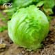 壽禾 結(jié)球生菜種子包心園圓生菜球生菜西餐沙拉醬西生菜四季青疏菜籽 抗病結(jié)球生菜種子 10g/抗病性強