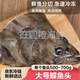 特大鴉片魚(yú)頭新鮮鰈魚(yú)頭深海魚(yú)頭比目魚(yú)超大鰈魚(yú)頭新鮮冷凍碟魚(yú)頭 碟魚(yú)頭【500-700g】3只裝