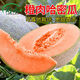 蔬果種子 水果香瓜 西瓜 哈密瓜種子 甜瓜種子 菜籽 盆栽蔬菜種子 【超甜】哈密瓜種子-30粒
