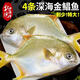 北海灣 新鮮海捕金鯧魚 大鯧魚海鮮平魚冷凍扁魚冰鮮大鯧魚海魚銀魚魚類 【凈重600-800克/條】 共4條