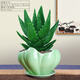 可之源蘆薈盆栽花卉室內四季好養易活辦公室桌面多肉植物臥室陽(yáng)臺小綠植