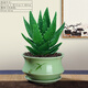 可之源蘆薈盆栽花卉室內四季好養易活辦公室桌面多肉植物臥室陽(yáng)臺小綠植