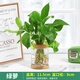 綠有意綠蘿發(fā)財樹(shù)文竹多肉花卉盆栽植物室內薄荷富貴竹水培小綠植好養活 綠蘿 含盆
