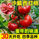西紅柿種子番茄種子大果沙瓤老品種粉紅色洋柿子四季蔬菜種子大全 西紅柿種子【1包 約50?！? title=