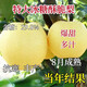 子暄嫁接冰糖雪梨苗嫁接梨樹(shù)苗冰糖雪梨樹(shù)苗南北方可種植盆栽地栽耐寒 5年苗【結果苗】好成活 冰糖雪梨爆甜+汁多