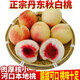 拉爾莊園正宗丹東河口秋白桃 黑溝大毛桃 河口特產(chǎn)銀白桃 離核桃 帶箱9斤(1斤約3-4個(gè))凈重8.8斤