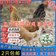 3斤雙黃蛋麻羽雞土雞活苗柴雞笨雞脫溫雞苗青年下蛋雞幼苗雞活苗 麻羽雞苗 每只8兩-1斤6只（5母1公）