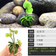 異景園魚(yú)缸水族箱造景水榕沉木活體水草淡水無(wú)土植物后景真水草凈水增氧 香蕉草