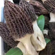 雞樅菌種子 羊肚菌菌種種植包蘑菇種植四季陽(yáng)臺(tái)盆景栽培野生原種 羊肚菌菌種500粒(加種植說(shuō)明書)