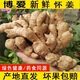 佰俏源焦作博愛懷姜土姜清化生姜姜糖膏原料期城老姜懷慶姜新鮮月子姜 家庭裝5斤