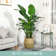 瑰瑋 天堂鳥(niǎo)盆栽鶴望蘭大型辦公室植物家居客廳北歐室內真花綠植 高150-160cm含純色編織籃 含盆