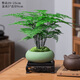 想開文竹盆栽植物室內(nèi)綠化四季迷你辦公室綠植擺件桌面好養(yǎng)創(chuàng)意小盆景 文竹+綠砂盆+底座+苔蘚