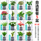 綠有意綠蘿水培綠植物盆栽室內發(fā)財樹(shù)富貴竹文綠籮薄荷多肉花卉四季好養 自選6盆聯(lián)系客服（繁星盆） 含盆