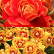稀有長(cháng)壽花金狐貍盆栽大花重瓣四季開(kāi)花帶花苞室內外花卉直銷(xiāo) 精選金狐貍+黃色花苞多 原盆原土+肥料
