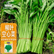 ldeal理想農業(yè) 小葉空心菜種子雍菜種籽陽(yáng)臺盆栽夏季耐濕耐熱蔬菜種子