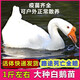 1斤大白鵝活苗大種白鵝苗脫溫四季高產(chǎn)蛋白鵝活體三花鵝包活包郵 脫溫白鵝 1只的價(jià)格 3只起拍