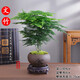 綠有意文竹盆栽植物室內(nèi)綠化四季迷你辦公室綠植擺件桌面好養(yǎng)創(chuàng)意小盆景 文竹+紫砂舍得陶瓷盆+底座