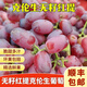 克倫生無(wú)籽紅提運城新鮮水果紅提子無(wú)核甜應季孕婦水果禮盒整箱 5斤