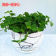 云倉吸毒草吊蘭薄荷小盆栽室內(nèi)綠植花卉Z1 大陶瓷一箭穿心吸毒草 含盆