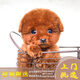 夢(mèng)茜兒純種泰迪幼犬活體寵物狗狗茶杯犬灰泰迪小狗狗貴賓犬泰迪狗幼崽 寵物級 家養款 公