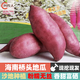 甜農(nóng)人海南橋頭地瓜（順豐） 沙地 富硒 澄邁板栗薯 紅薯 9斤禮盒