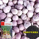 若荷獨頭蒜種子紫皮高品質(zhì)適合秋冬種植蔬菜盆栽快速發(fā)芽四季小紅種籽 紅根獨頭蒜/蒜苗種子500粒1袋