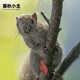 暮秋小主2025頭窩家養(yǎng)松鼠活物幼崽寵物雪地黃山金花松鼠活物魔王松鼠活體 黃山合格（45-55天）