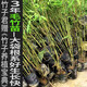 3年毛竹苗楠竹大袋苗孟宗竹苗毛竹種子大袋苗毛竹造林苗基地發(fā)貨 3年毛竹大袋苗1袋