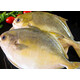 安峰山金鯧魚(yú)一條海鮮水產(chǎn)海魚(yú)鯧魚(yú)平魚(yú)昌魚(yú)魚(yú)類(lèi)海 一條大?。ㄒ獛讞l拍幾件） 500-600g