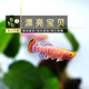 魚(yú)官兒漂亮寶貝燈鳉魚(yú)魔鬼刀黑羽毛玻璃貓鉆石彩虹鯽魚(yú)原生缸觀賞小魚(yú) 漂亮寶貝2條（2-3cm）