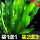 異景園魚(yú)缸造景套餐陰性水榕沉木活體真水草淡水無(wú)土植物增氧趴地矮珍珠