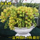 鏡之月綠植盆栽花卉蘭花苗大花蕙蘭 虎頭蘭 蟬蘭花大惠蘭墨蘭苗當年開(kāi)花 紅玉樓 連體苗5株