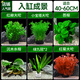 瘋狂水草坨草水草植物直接入缸魚缸植物7棵魚缸造景水溶沉木 源頭直發(fā)包郵