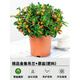 綠有意金魚(yú)吊蘭盆栽帶花苞室內(nèi)客廳金魚(yú)花卉懶人植物四季開(kāi)好養(yǎng)家養(yǎng)綠植 精品金魚(yú)吊蘭大苗原盆 帶盆栽好