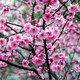 綠絲絳梅花樹(shù)苗臘梅盆景耐寒紅梅老樁庭院陽(yáng)臺(tái)美人梅植物四季花卉盆栽 美人梅 2年苗