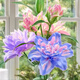 柏農重瓣香水百合花種球四季開(kāi)花好養易活盆栽鮮花庭院綠植物花卉種子 漸變夢(mèng)幻【5種球帶盆栽好發(fā)貨】