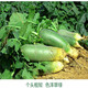 花友秀蘿卜種子青蘿卜水果蘿卜種子鳳梨水果蘿卜蔬菜種子 沙窩蘿卜 原包裝