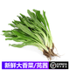 桃李村【順豐】大香菜新鮮芫茜 刺芹芫西冬陰功材料芫荽泰式香菜 500g