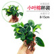 水榕淡水草魚(yú)缸造景水草植物活體懶人沉木四季增氧凈化水質(zhì)陰性草 小葉榕杯裝