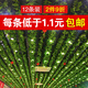 八千城仿真綠植藤條葡萄葉水管道裝飾塑料假花葡萄藤蔓物葉子吊頂裝飾 30葉小號葡萄葉（12條裝）