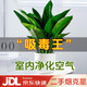 雙盟金鉆綠公主辦公室綠植盆栽吸毒王吸甲醛大顆羅馬盆1盆裝源頭直發(fā)